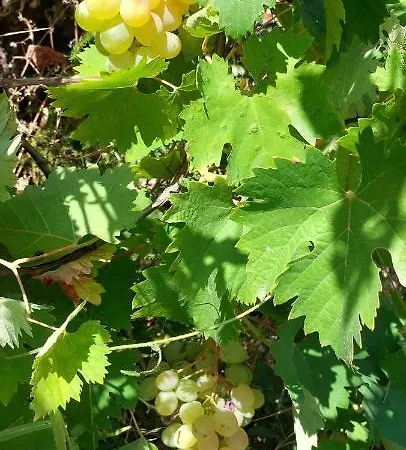 Maison Sur 2000m² D'espace Vert. Bessan