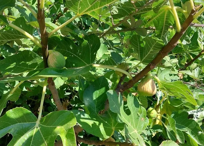 Maison Sur 2000m² D'espace Vert.