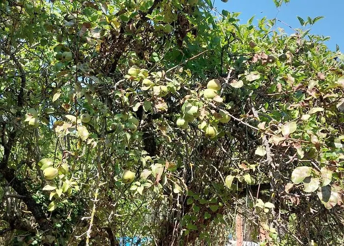 Maison Sur 2000m² D'espace Vert. Feriehus Bessan